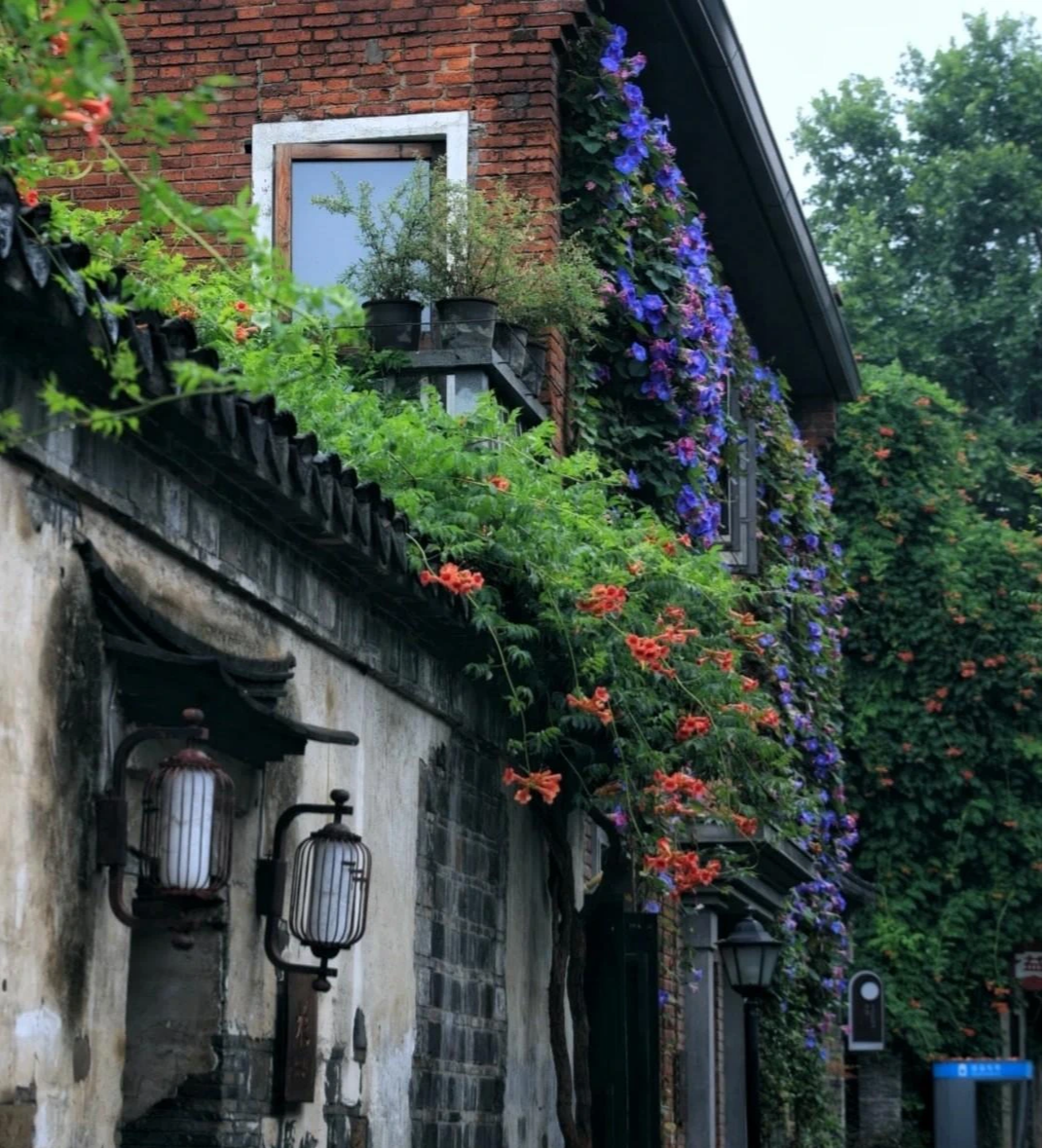 Vẻ đẹp cổ điển, yêu kiều của loài hoa cát tường, trồng trong sân đón vui tươi, may mắn mỗi ngày - Ảnh 5.