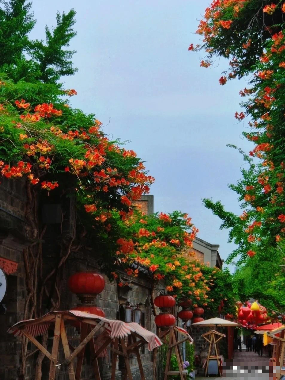 Vẻ đẹp cổ điển, yêu kiều của loài hoa cát tường, trồng trong sân đón vui tươi, may mắn mỗi ngày - Ảnh 10.