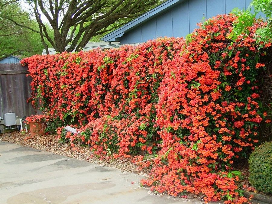 Vẻ đẹp cổ điển, yêu kiều của loài hoa cát tường, trồng trong sân đón vui tươi, may mắn mỗi ngày - Ảnh 13.