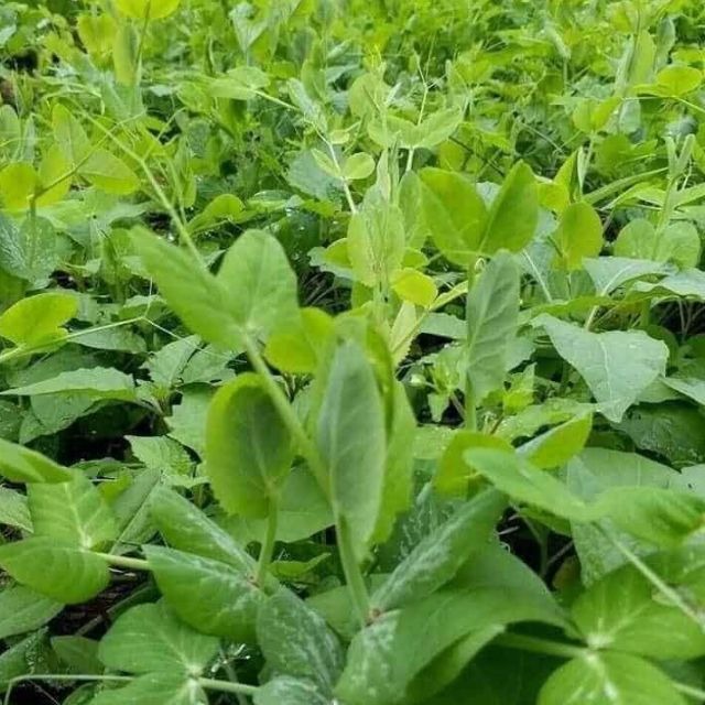 Loại rau "râu rồng" ít người biết, ăn nhiều cải thiện thị lực, nuôi dưỡng gan, xào tỏi cực thơm - Ảnh 1.