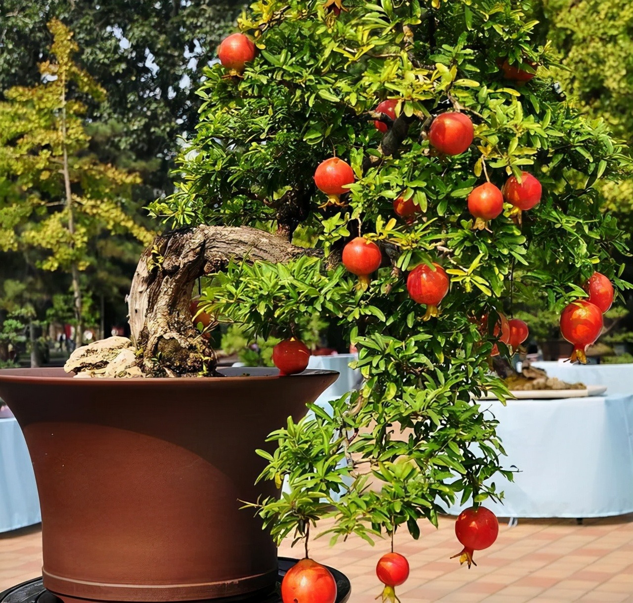 Người xưa nói: "Ban công có 3 cây cảnh, con cháu giàu có, phúc lộc thịnh vượng" - Ảnh 11.