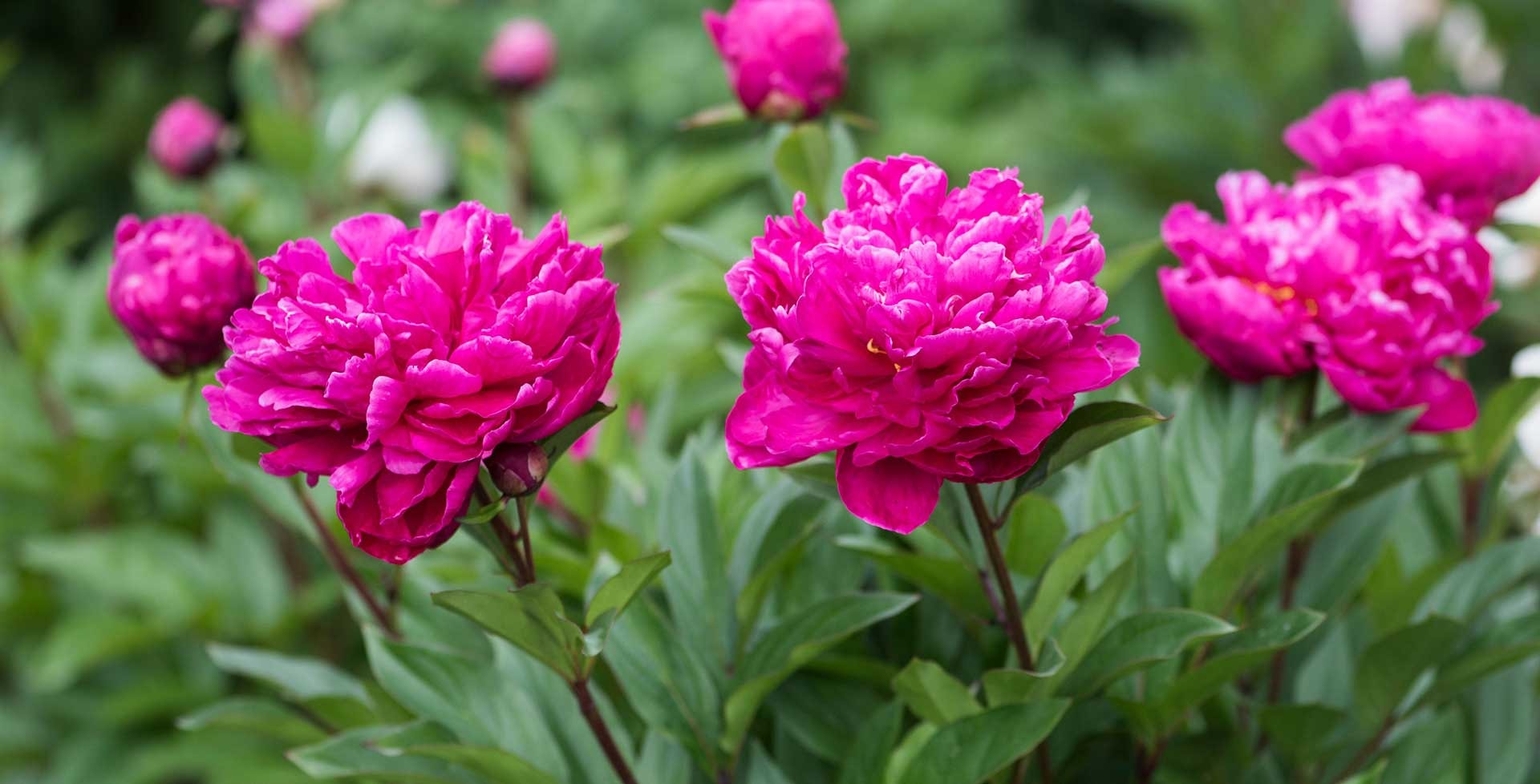 Người xưa nói: "Ban công có 3 cây cảnh, con cháu giàu có, phúc lộc thịnh vượng" - Ảnh 6.