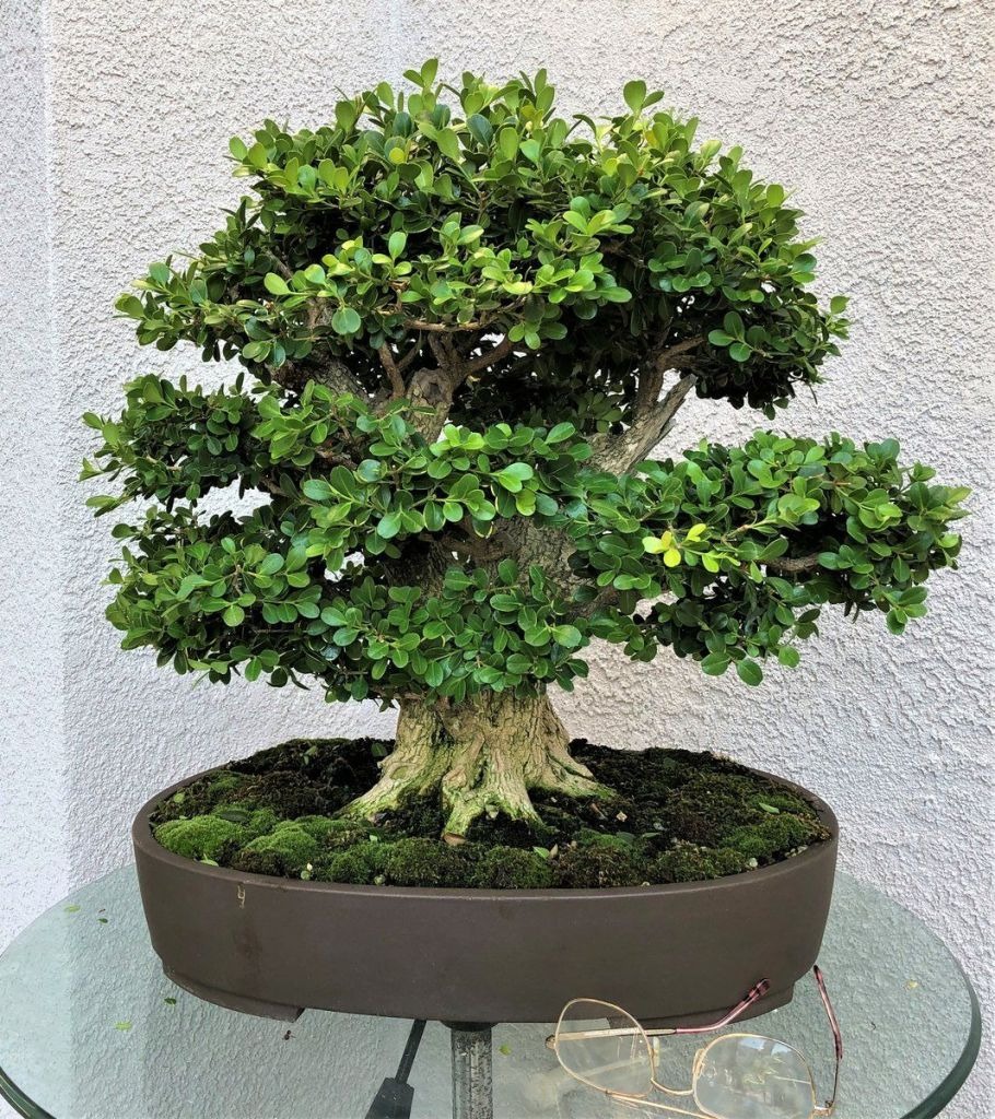 Cây cảnh "quý ông" sang trọng, đắt giá, nhà giàu thích trồng giúp trấn trạch, an gia  - Ảnh 9.