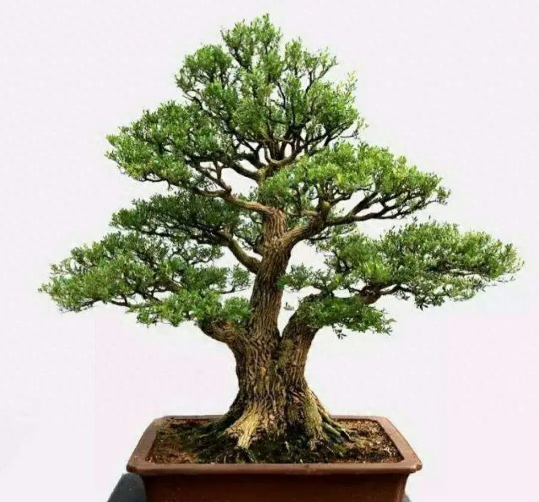 Cây cảnh "quý ông" sang trọng, đắt giá, nhà giàu thích trồng giúp trấn trạch, an gia  - Ảnh 8.