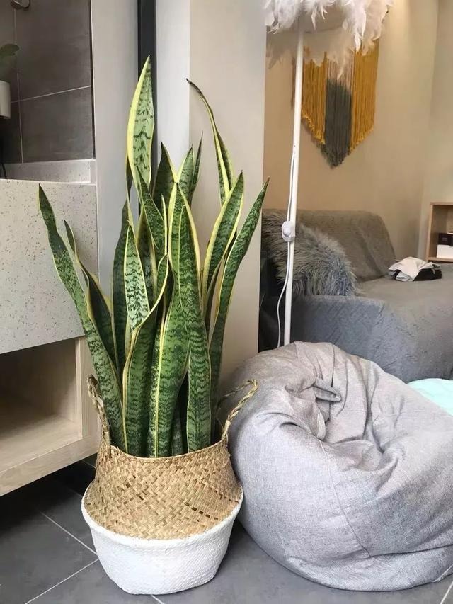 Loại cây cảnh "thôi miên" cấp oxy, thanh lọc không khí, đặt 1 chậu trong phòng, ngủ đến bình minh - Ảnh 8.