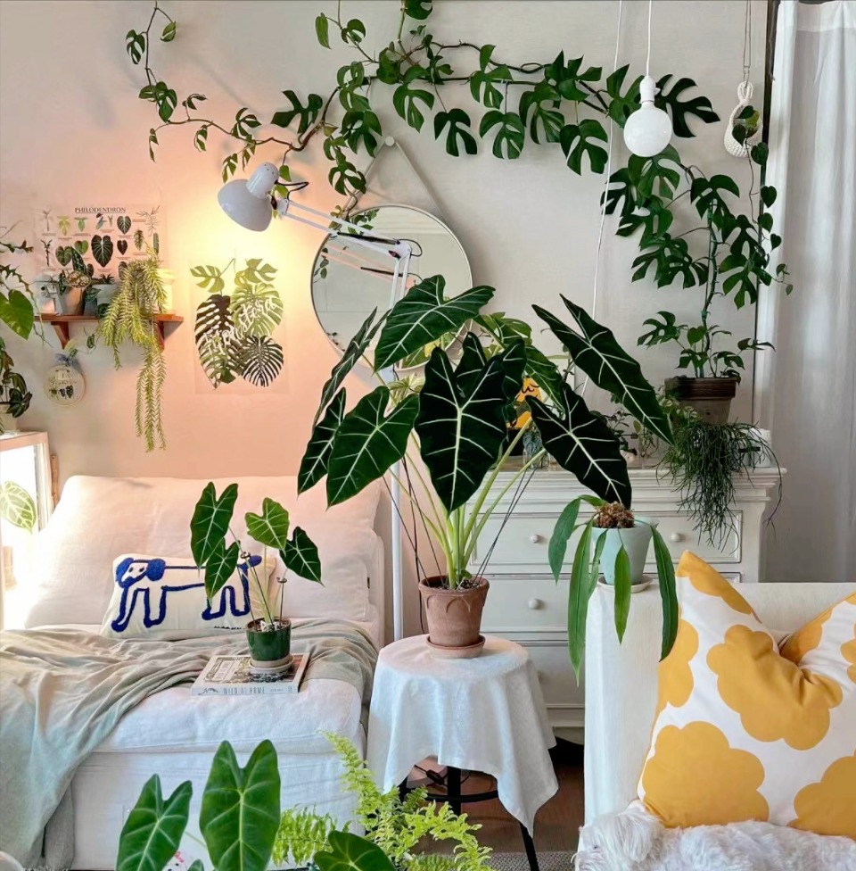 Loại cây cảnh "thôi miên" cấp oxy, thanh lọc không khí, đặt 1 chậu trong phòng, ngủ đến bình minh - Ảnh 2.