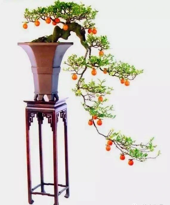 Sắp Tết, trồng cây cảnh quả đỏ treo lúc lỉu, tụ tài, hút lộc, năm mới phúc lộc đầy nhà - Ảnh 7.