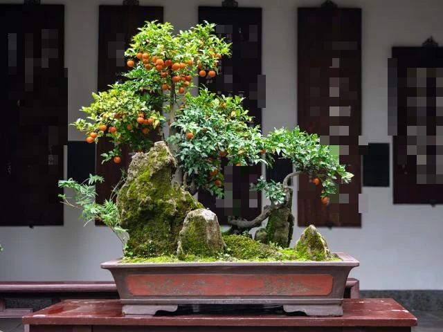 Sắp Tết, trồng cây cảnh quả đỏ treo lúc lỉu, tụ tài, hút lộc, năm mới phúc lộc đầy nhà - Ảnh 13.