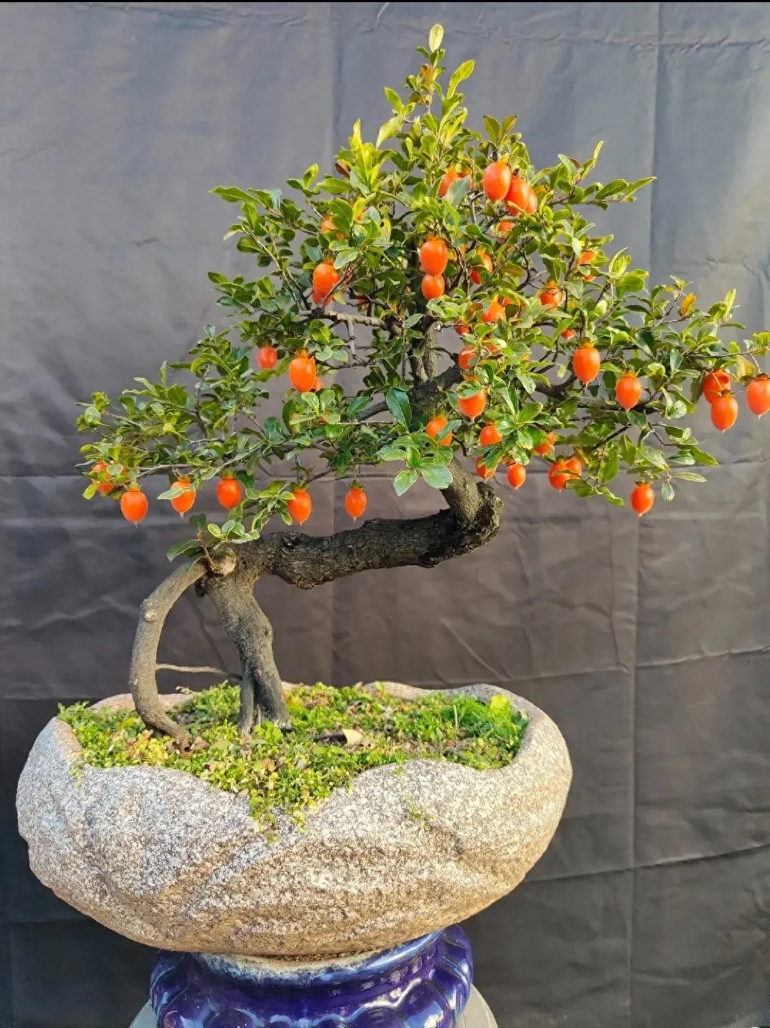 Sắp Tết, trồng cây cảnh quả đỏ treo lúc lỉu, tụ tài, hút lộc, năm mới phúc lộc đầy nhà - Ảnh 8.