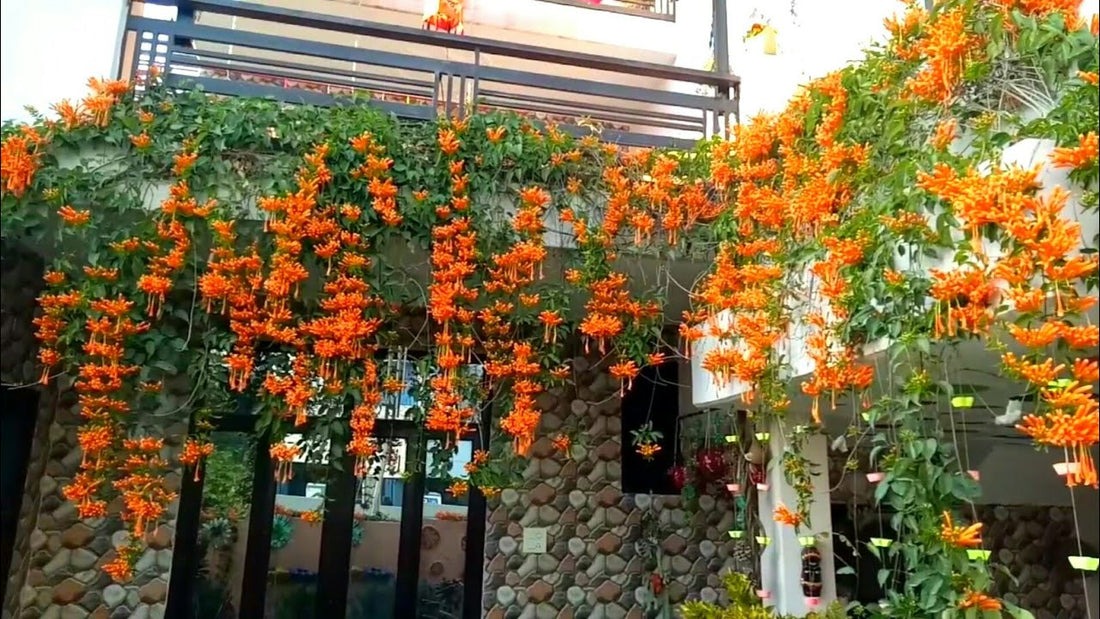 Nhảy múa mộng mơ với 5 cây cảnh leo dàn rực rỡ, thu hút cát tường, may mắn cho gia đình- Ảnh 8. Nhảy múa mộng mơ với 5 cây cảnh leo dàn rực rỡ, thu hút cát tường, may mắn cho gia đình- Ảnh 8.