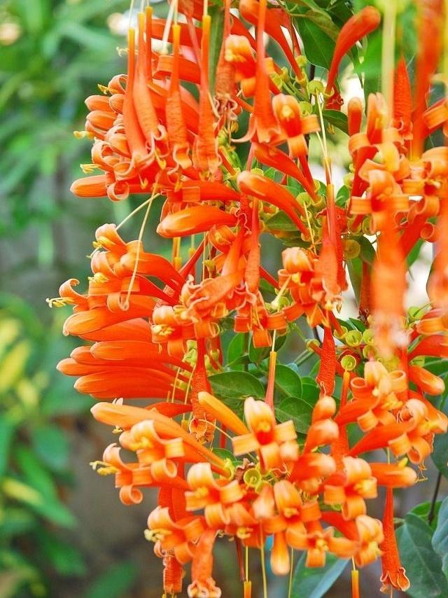 Nhảy múa mộng mơ với 5 cây cảnh leo dàn rực rỡ, thu hút cát tường, may mắn cho gia đình- Ảnh 7. Nhảy múa mộng mơ với 5 cây cảnh leo dàn rực rỡ, thu hút cát tường, may mắn cho gia đình- Ảnh 7.