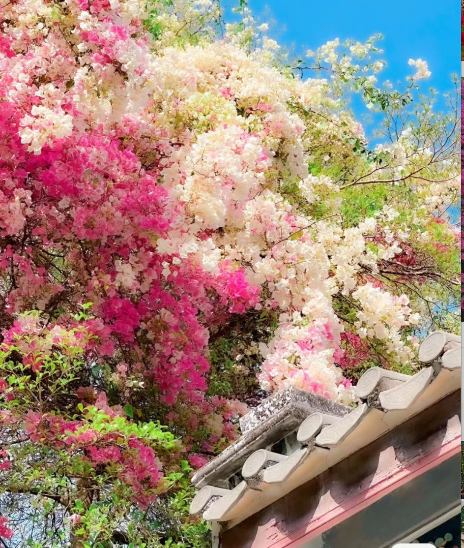 Nhảy múa mộng mơ với 5 cây cảnh leo dàn rực rỡ, thu hút cát tường, may mắn cho gia đình- Ảnh 1. Nhảy múa mộng mơ với 5 cây cảnh leo dàn rực rỡ, thu hút cát tường, may mắn cho gia đình- Ảnh 1.