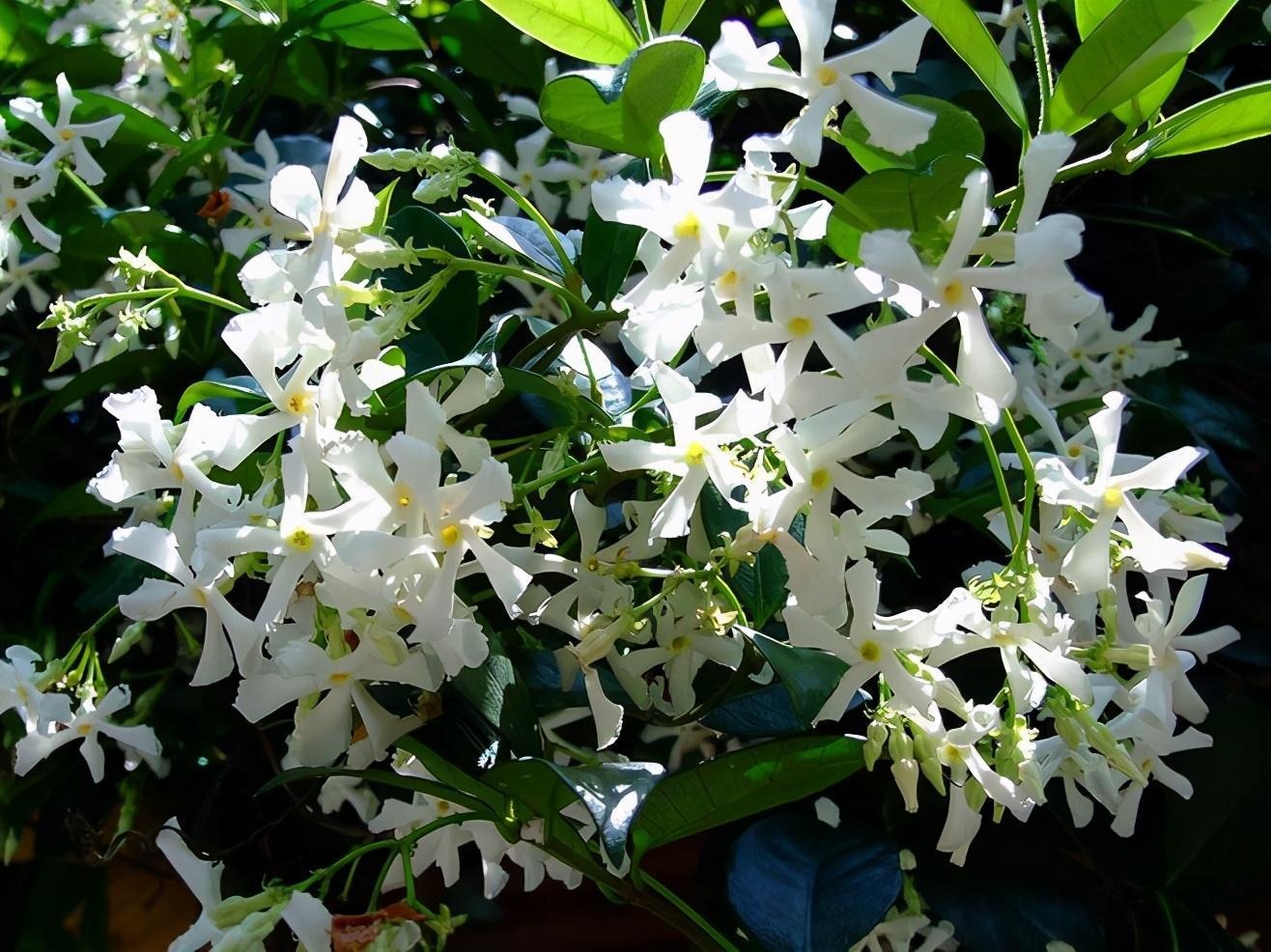 Nhảy múa mộng mơ với 5 cây cảnh leo dàn rực rỡ, thu hút cát tường, may mắn cho gia đình- Ảnh 3. Nhảy múa mộng mơ với 5 cây cảnh leo dàn rực rỡ, thu hút cát tường, may mắn cho gia đình- Ảnh 3.