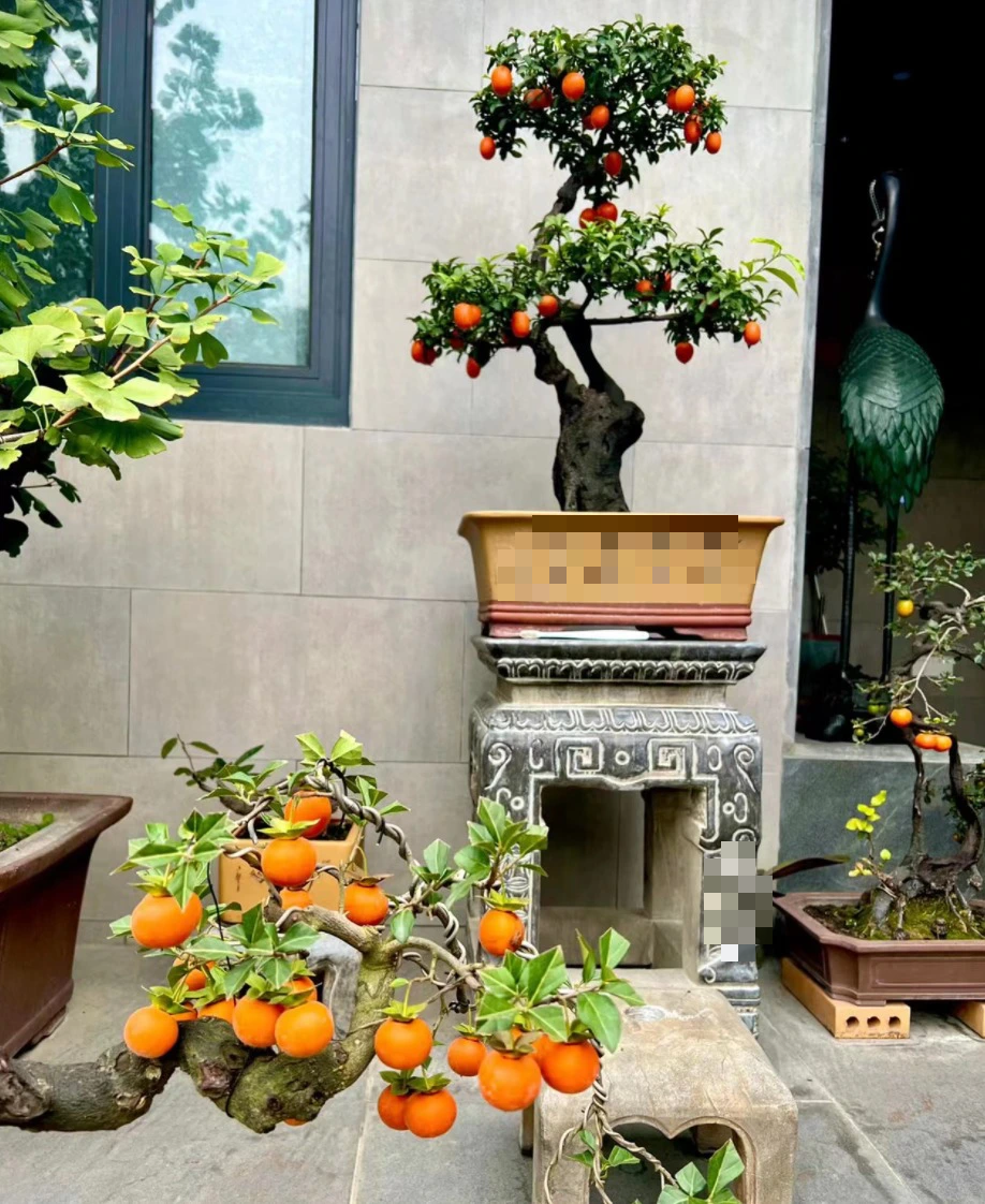 Cây cảnh "báu vật gia truyền" nhà giàu ưa thích, tuổi thọ trăm năm, ý nghĩa thịnh vượng, cát tường - Ảnh 4.