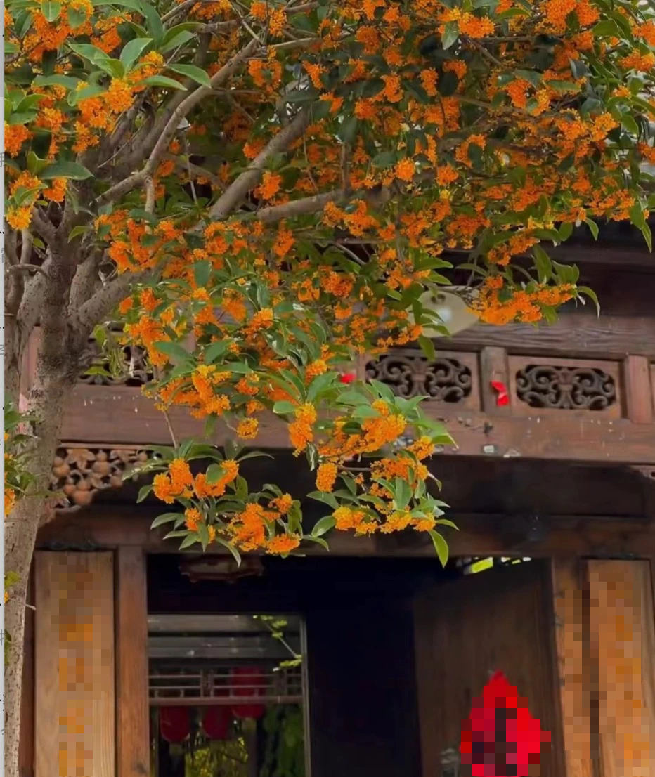 Cây cảnh "báu vật gia truyền" nhà giàu ưa thích, tuổi thọ trăm năm, ý nghĩa thịnh vượng, cát tường - Ảnh 10.