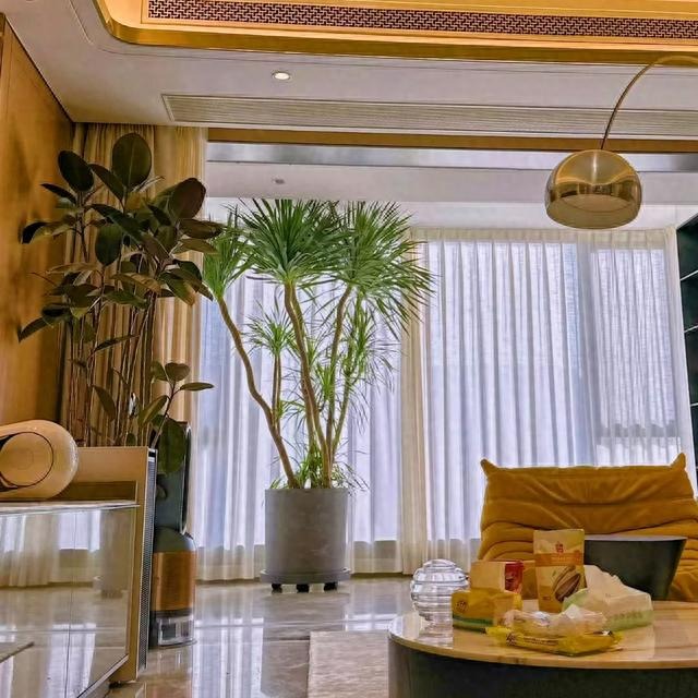 Cây cảnh "báu vật gia truyền" nhà giàu ưa thích, tuổi thọ trăm năm, ý nghĩa thịnh vượng, cát tường - Ảnh 8.