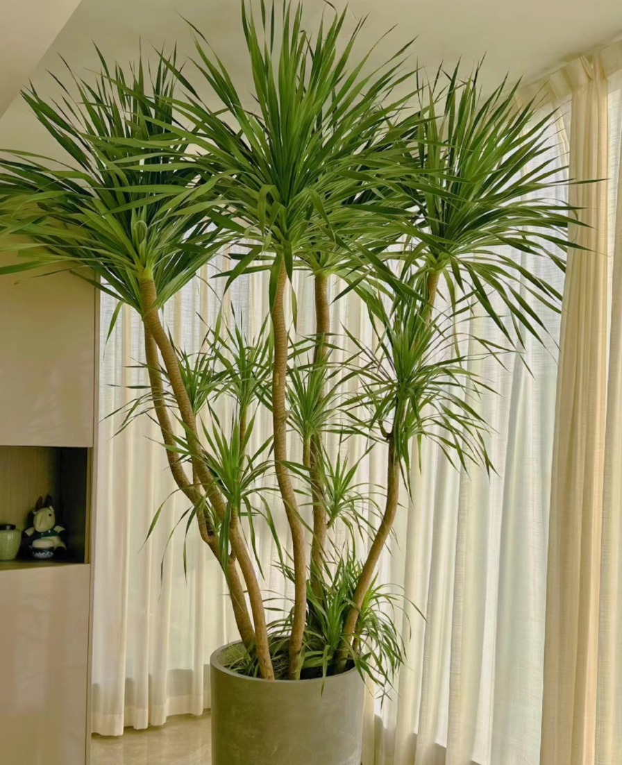 Cây cảnh "báu vật gia truyền" nhà giàu ưa thích, tuổi thọ trăm năm, ý nghĩa thịnh vượng, cát tường - Ảnh 5.