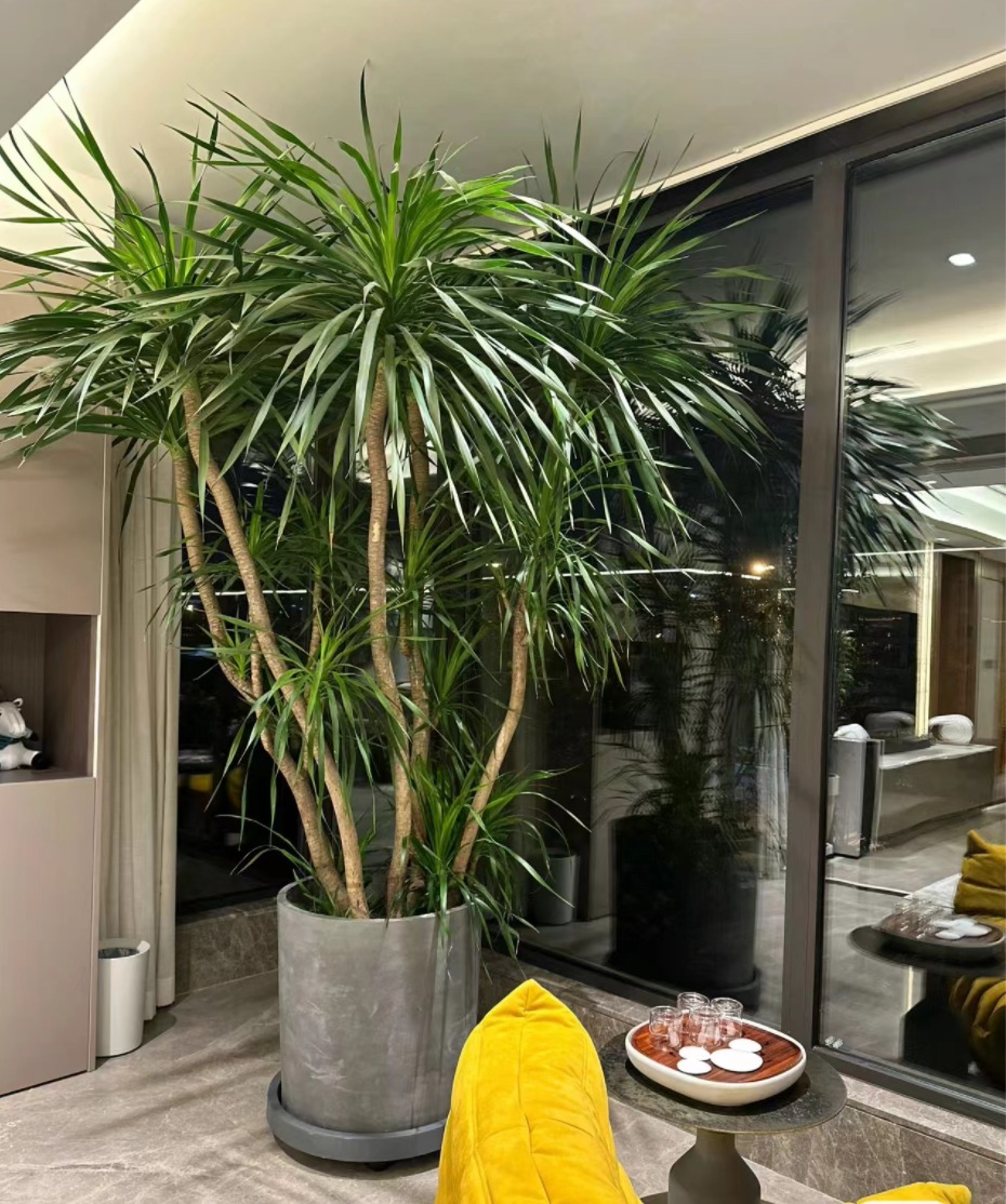 Cây cảnh "báu vật gia truyền" nhà giàu ưa thích, tuổi thọ trăm năm, ý nghĩa thịnh vượng, cát tường - Ảnh 6.