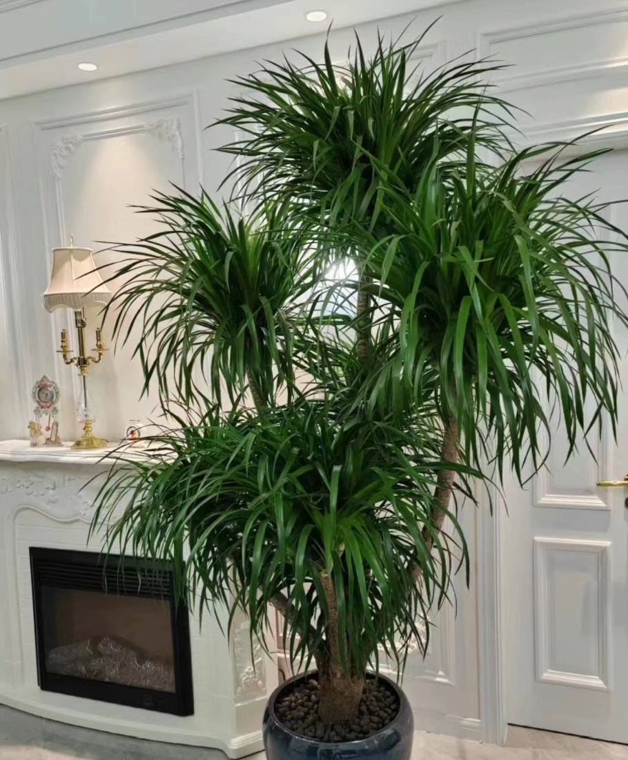 Cây cảnh "báu vật gia truyền" nhà giàu ưa thích, tuổi thọ trăm năm, ý nghĩa thịnh vượng, cát tường - Ảnh 7.