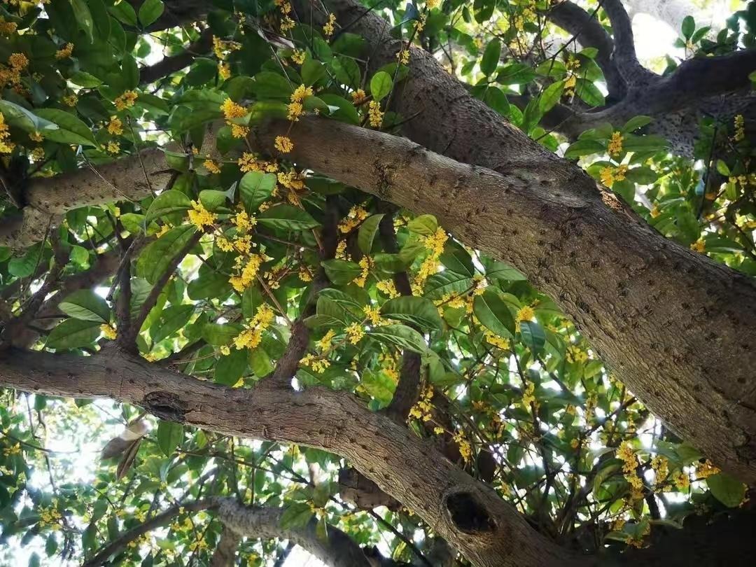 Cây cảnh "báu vật gia truyền" nhà giàu ưa thích, tuổi thọ trăm năm, ý nghĩa thịnh vượng, cát tường - Ảnh 11.