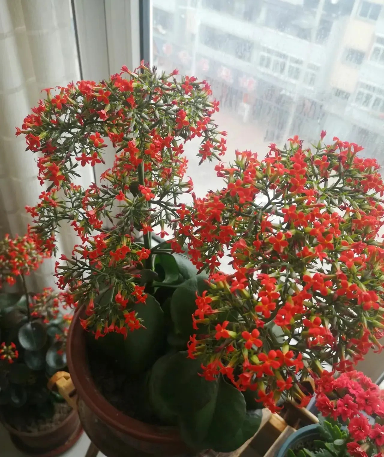 Cây cảnh gợi hoài niệm trong vườn xưa, dễ chăm sóc, ưa nhìn, mang tài lộc, may mắn cho gia đình- Ảnh 8.