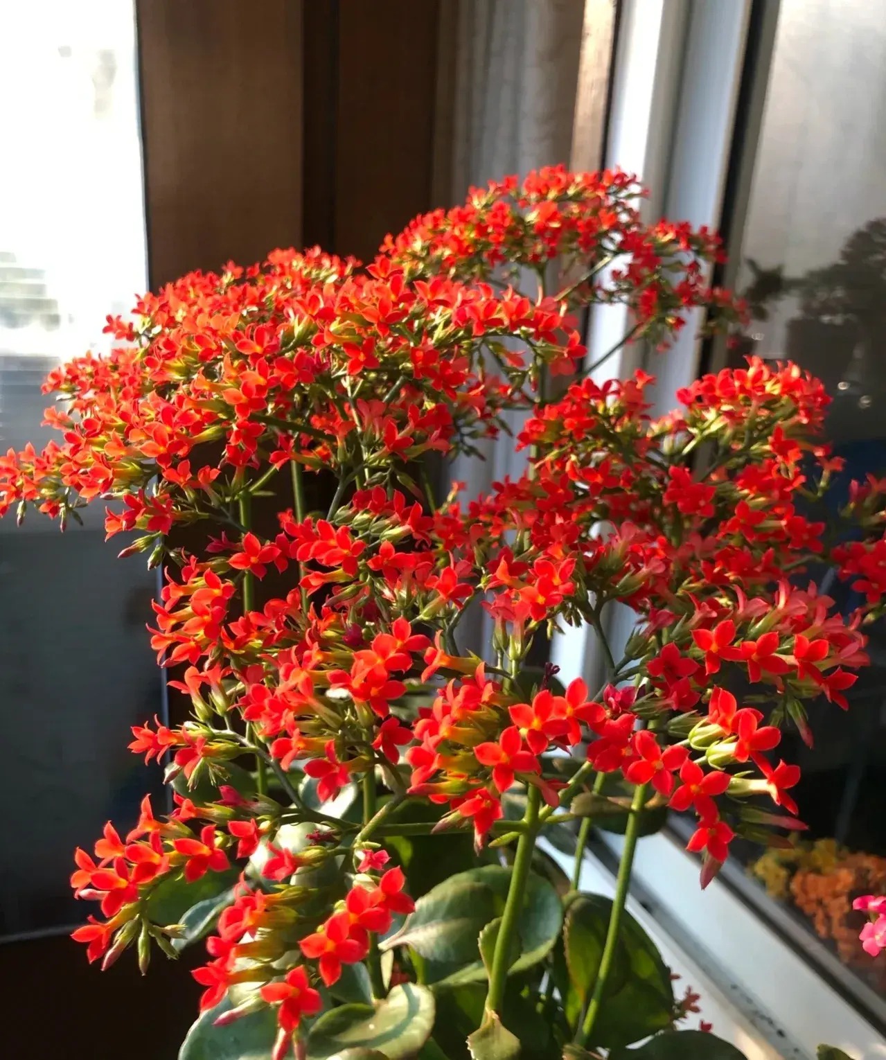 Cây cảnh gợi hoài niệm trong vườn xưa, dễ chăm sóc, ưa nhìn, mang tài lộc, may mắn cho gia đình- Ảnh 4.