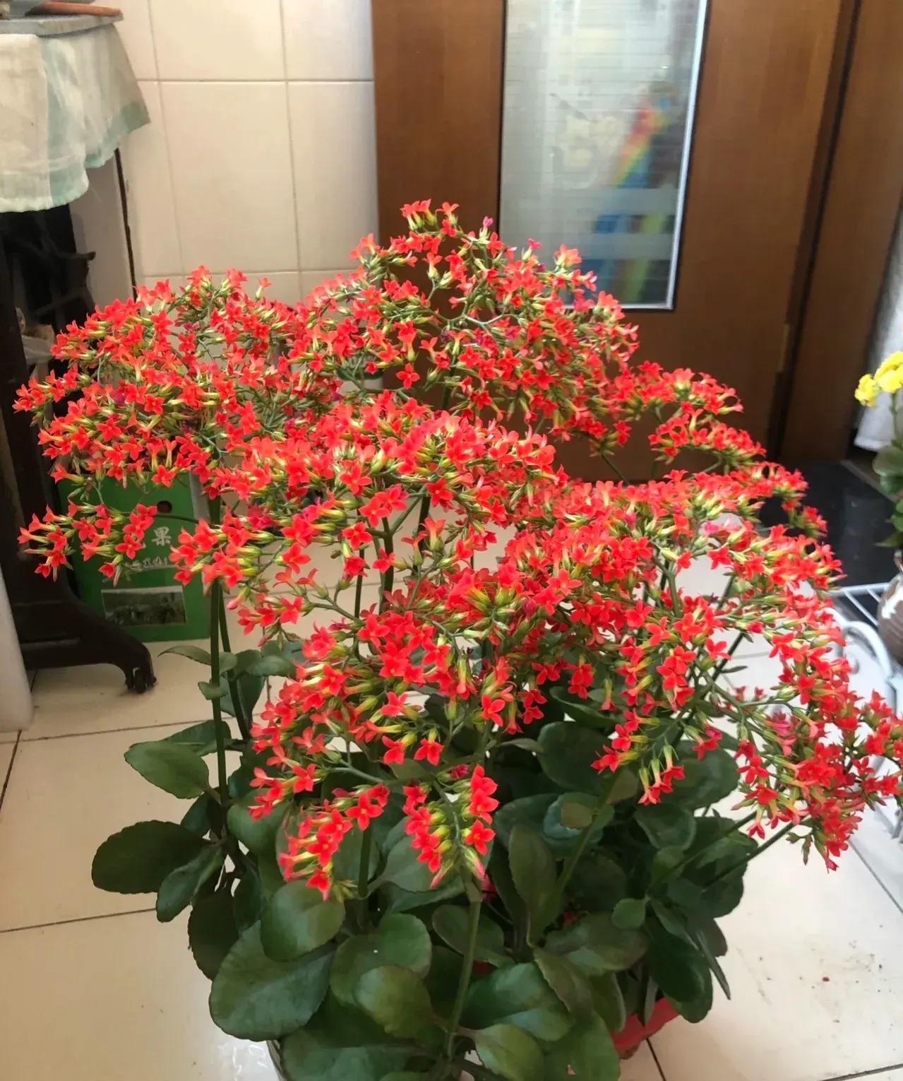 Cây cảnh gợi hoài niệm trong vườn xưa, dễ chăm sóc, ưa nhìn, mang tài lộc, may mắn cho gia đình- Ảnh 9.