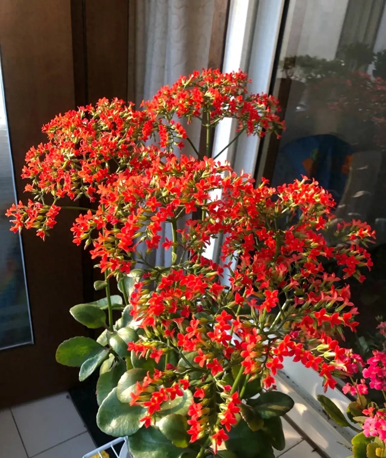 Cây cảnh gợi hoài niệm trong vườn xưa, dễ chăm sóc, ưa nhìn, mang tài lộc, may mắn cho gia đình- Ảnh 10.