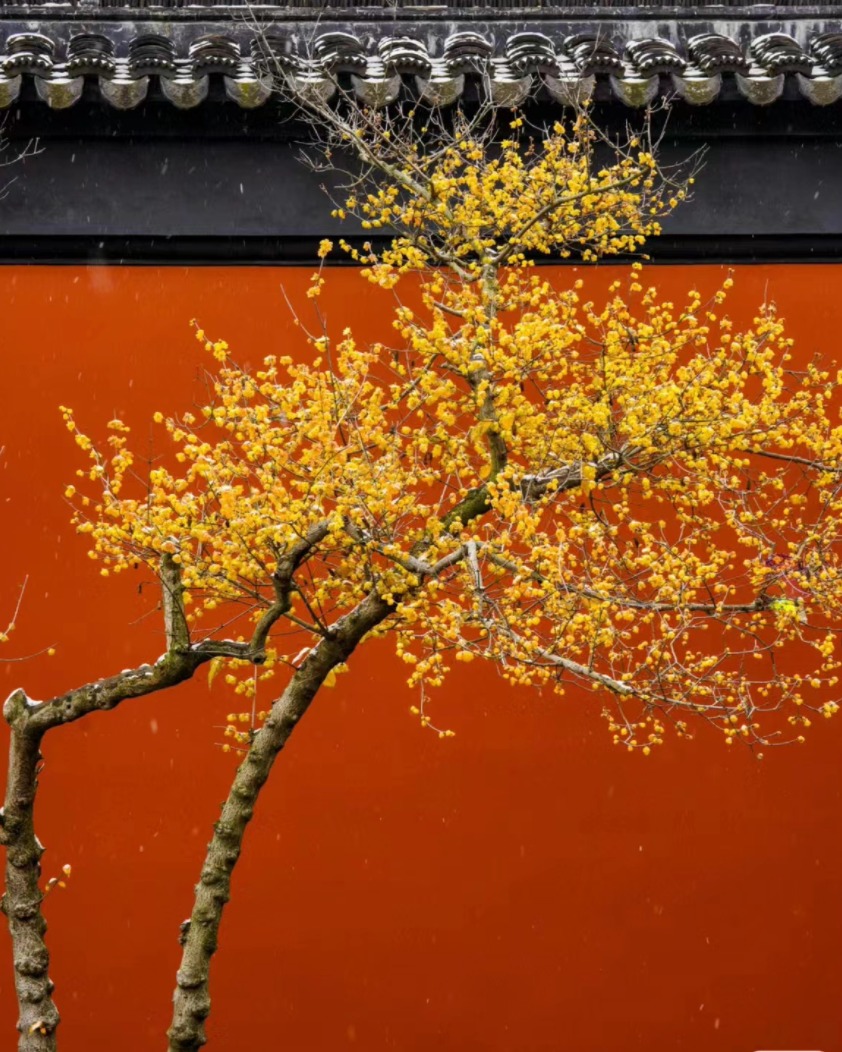 Người xưa nói: Trồng 5 cây cảnh trường thọ, sống trăm năm, hoa lá thăm tươi, phú quý mãn đường- Ảnh 7.