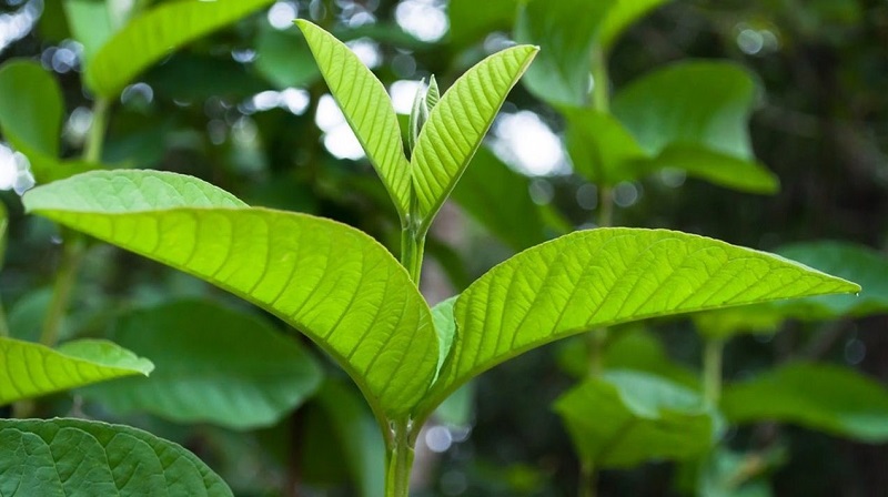 Loại lá có vị chát có tác dụng chữa "bách bệnh" đem làm gỏi gà cực ngon - Ảnh 1. Loại lá có vị chát có tác dụng chữa "bách bệnh" đem làm gỏi gà cực ngon - Ảnh 1.