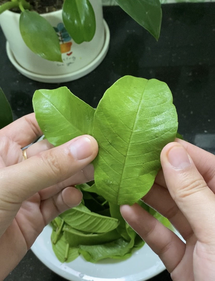 Loại lá có vị chát có tác dụng chữa "bách bệnh" đem làm gỏi gà cực ngon - Ảnh 2. Loại lá có vị chát có tác dụng chữa "bách bệnh" đem làm gỏi gà cực ngon - Ảnh 2.