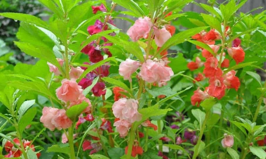 Người xưa coi trọng 3 cây cảnh "báu vật", làm cảnh, chữa bệnh, ăn ngon còn xua tà khí, hút vận may - Ảnh 6.