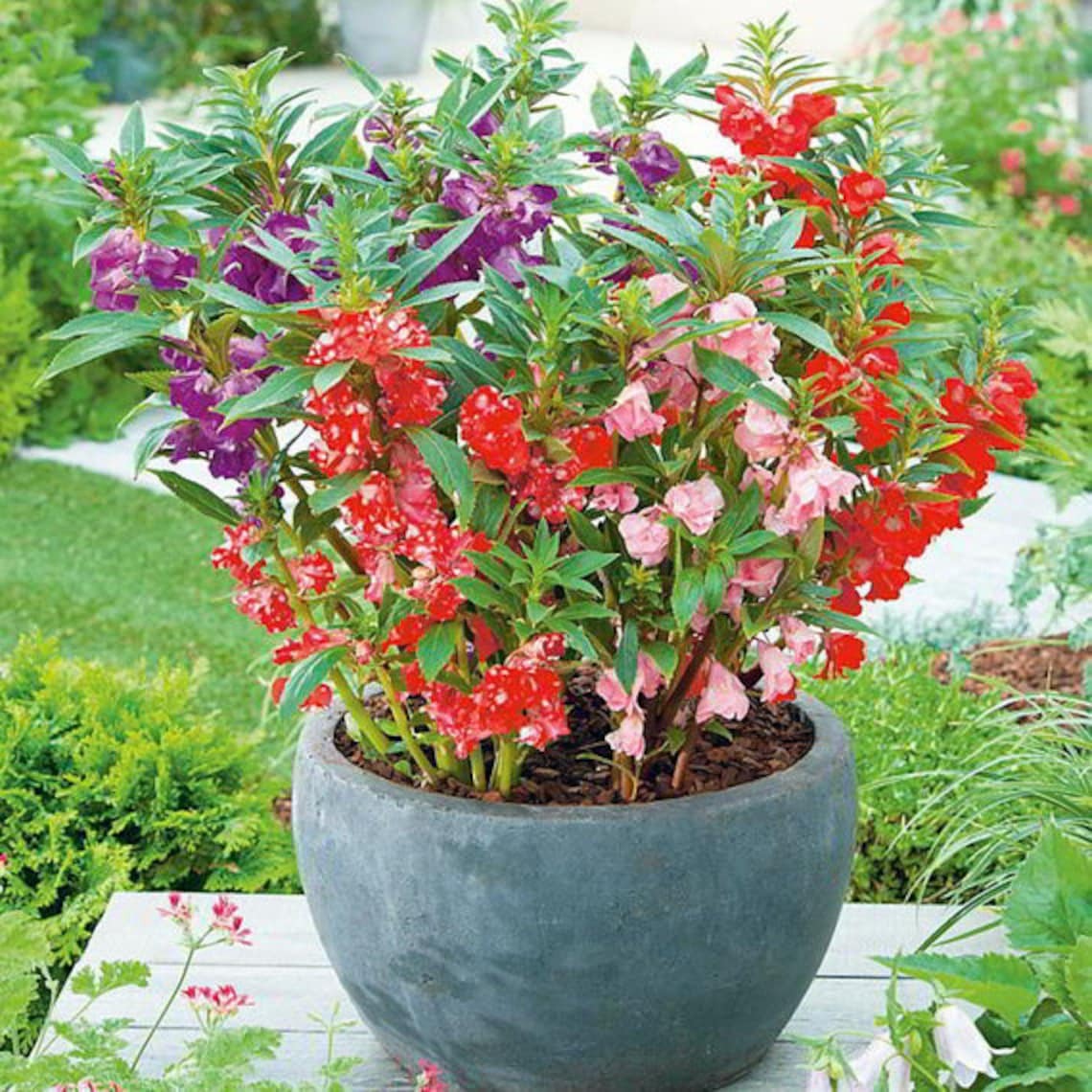 Người xưa coi trọng 3 cây cảnh "báu vật", làm cảnh, chữa bệnh, ăn ngon còn xua tà khí, hút vận may - Ảnh 7.