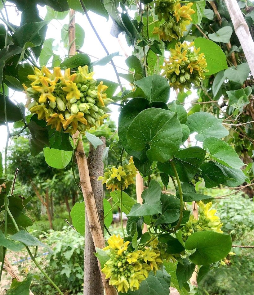 Người xưa coi trọng 3 cây cảnh "báu vật", làm cảnh, chữa bệnh, ăn ngon còn xua tà khí, hút vận may - Ảnh 1.