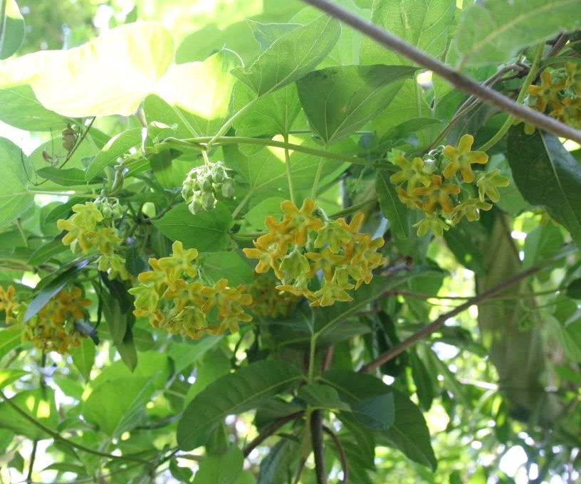 Người xưa coi trọng 3 cây cảnh "báu vật", làm cảnh, chữa bệnh, ăn ngon còn xua tà khí, hút vận may - Ảnh 2.