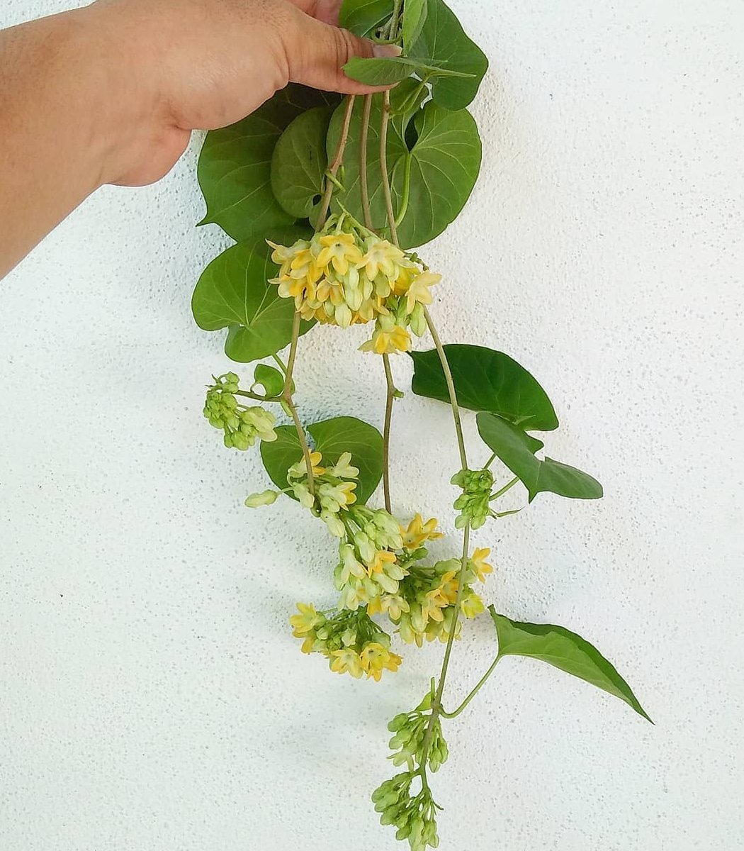 Người xưa coi trọng 3 cây cảnh "báu vật", làm cảnh, chữa bệnh, ăn ngon còn xua tà khí, hút vận may - Ảnh 3.