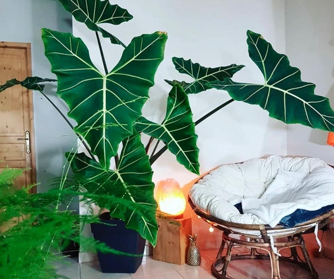 Cây cảnh lá siêu to khổng lồ, bình oxy lớn trong nhà, còn hút lộc, chiêu tài cực vượng - Ảnh 6. Cây cảnh lá siêu to khổng lồ, bình oxy lớn trong nhà, còn hút lộc, chiêu tài cực vượng - Ảnh 6.