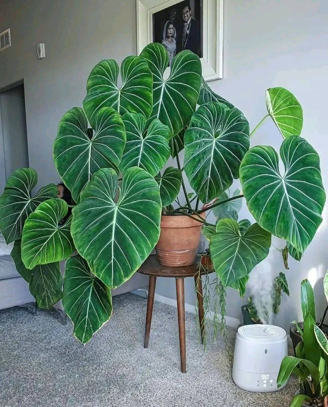 Cây cảnh lá siêu to khổng lồ, bình oxy lớn trong nhà, còn hút lộc, chiêu tài cực vượng - Ảnh 3. Cây cảnh lá siêu to khổng lồ, bình oxy lớn trong nhà, còn hút lộc, chiêu tài cực vượng - Ảnh 3.