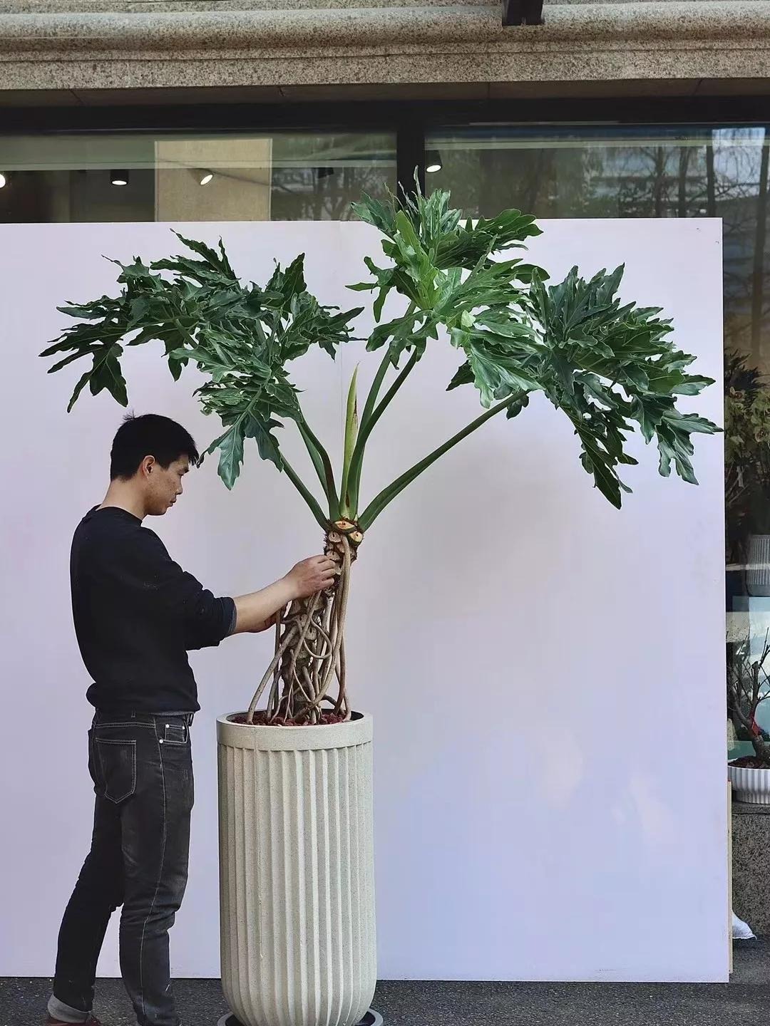 Cây cảnh lá siêu to khổng lồ, bình oxy lớn trong nhà, còn hút lộc, chiêu tài cực vượng - Ảnh 4. Cây cảnh lá siêu to khổng lồ, bình oxy lớn trong nhà, còn hút lộc, chiêu tài cực vượng - Ảnh 4.