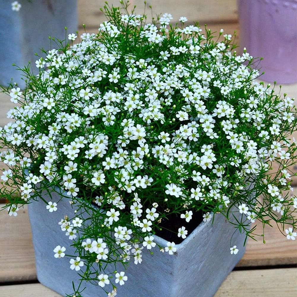 Chán cây cảnh to lớn, hãy chăm sóc "em bé" để rợp mắt với bầu trời sao lóng lánh, tỏa sáng  - Ảnh 8.