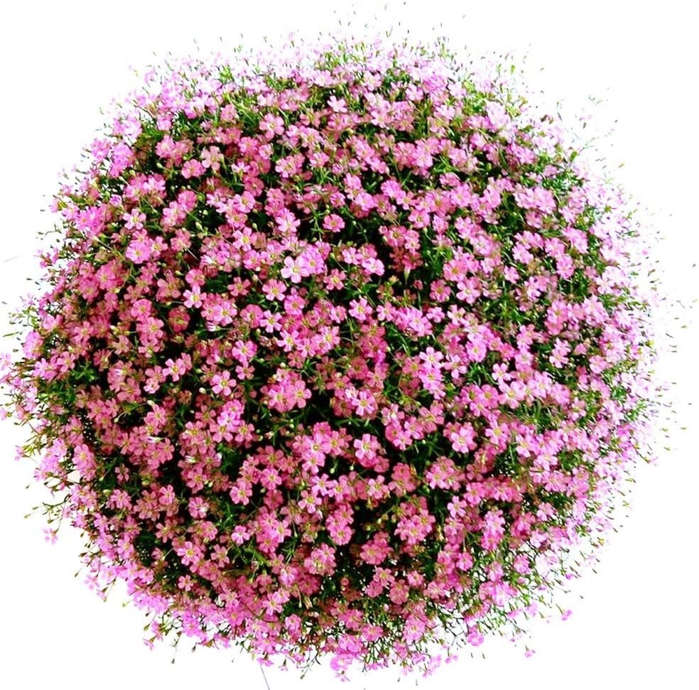 Chán cây cảnh to lớn, hãy chăm sóc "em bé" để rợp mắt với bầu trời sao lóng lánh, tỏa sáng  - Ảnh 1.