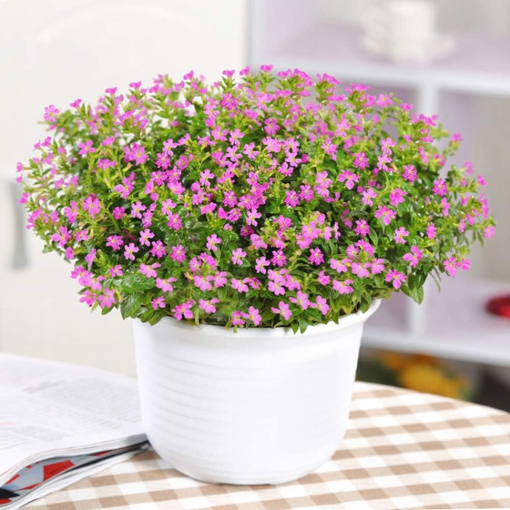 Chán cây cảnh to lớn, hãy chăm sóc "em bé" để rợp mắt với bầu trời sao lóng lánh, tỏa sáng  - Ảnh 5.