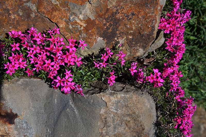 Chán cây cảnh to lớn, hãy chăm sóc "em bé" để rợp mắt với bầu trời sao lóng lánh, tỏa sáng  - Ảnh 4.