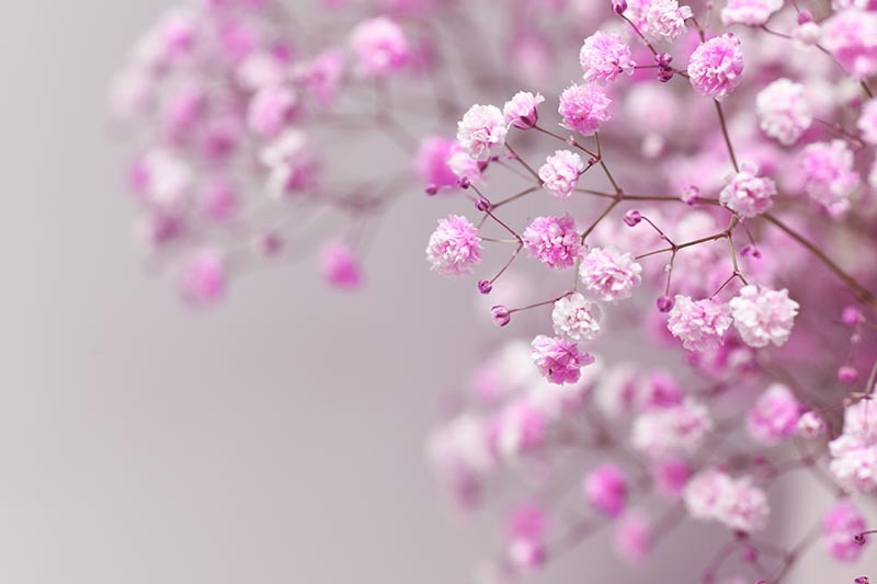 Chán cây cảnh to lớn, hãy chăm sóc "em bé" để rợp mắt với bầu trời sao lóng lánh, tỏa sáng  - Ảnh 2.