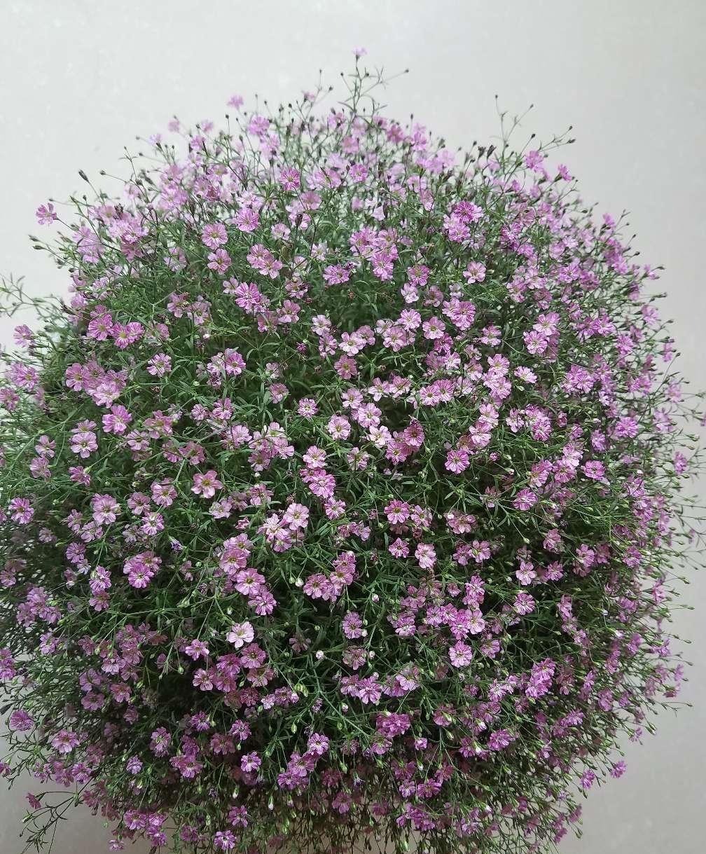 Chán cây cảnh to lớn, hãy chăm sóc "em bé" để rợp mắt với bầu trời sao lóng lánh, tỏa sáng  - Ảnh 9.