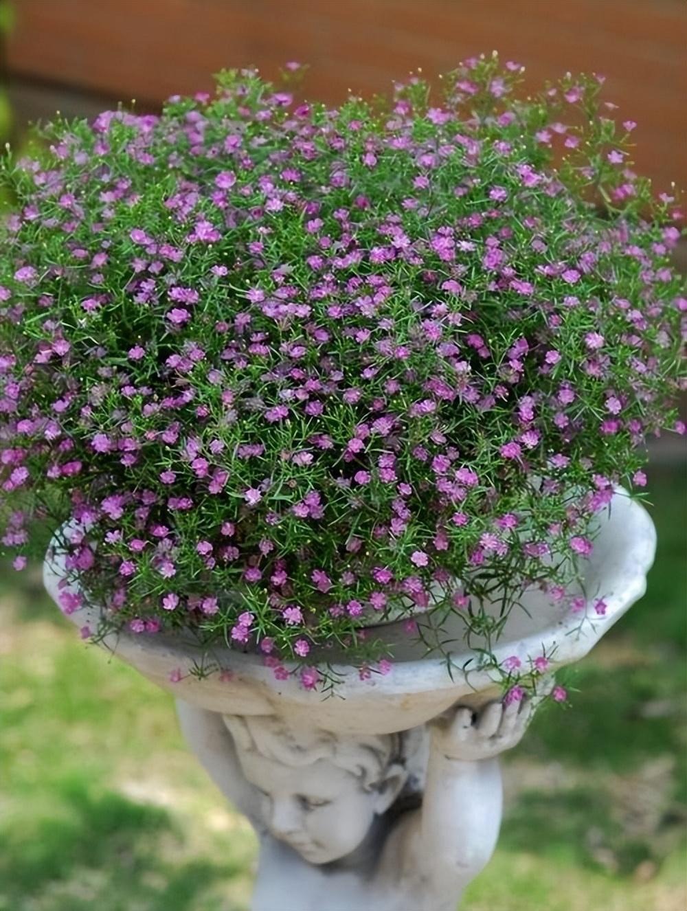 Chán cây cảnh to lớn, hãy chăm sóc "em bé" để rợp mắt với bầu trời sao lóng lánh, tỏa sáng  - Ảnh 10.