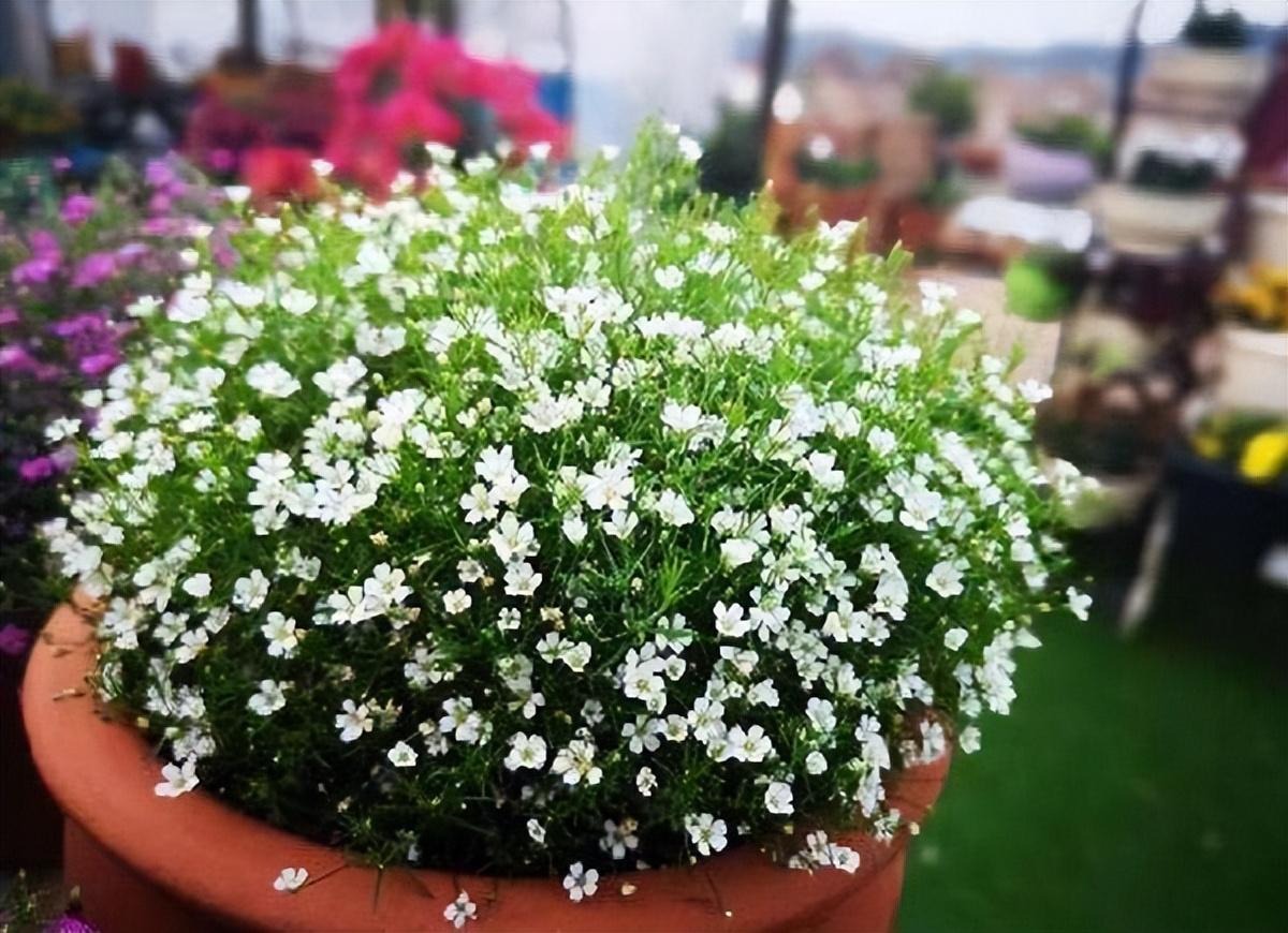 Chán cây cảnh to lớn, hãy chăm sóc "em bé" để rợp mắt với bầu trời sao lóng lánh, tỏa sáng  - Ảnh 6.