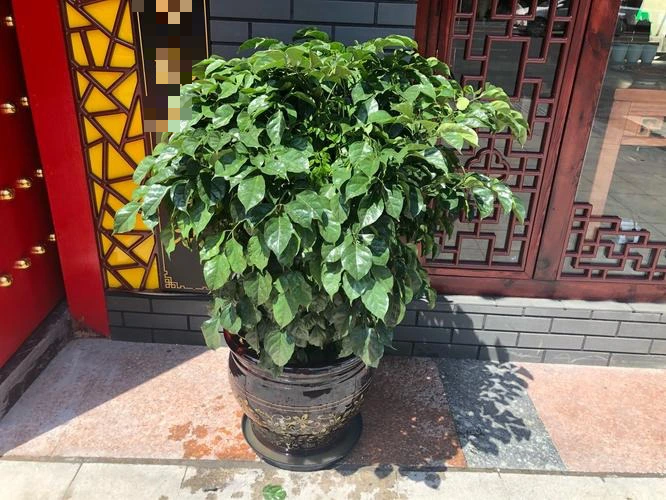 Người xưa dặn: "4 vật để cửa, xui xẻo vào nhà, Thần Tài tránh xa"  - Ảnh 2.