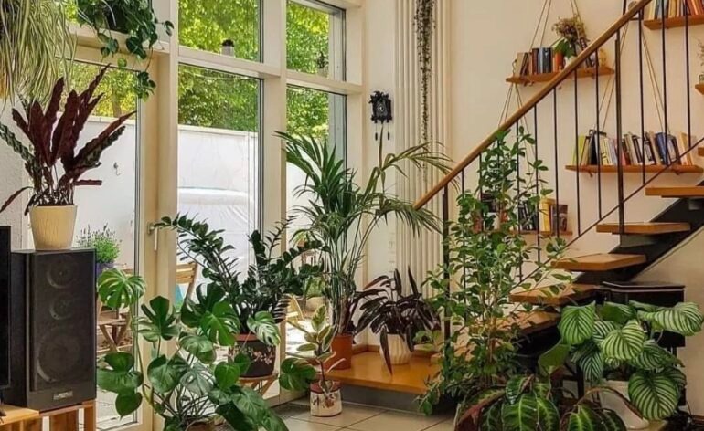 Người xưa nói: "5 cây cảnh trong nhà, sự nghiệp thăng tiến, tài lộc gia tăng"- Ảnh 1.