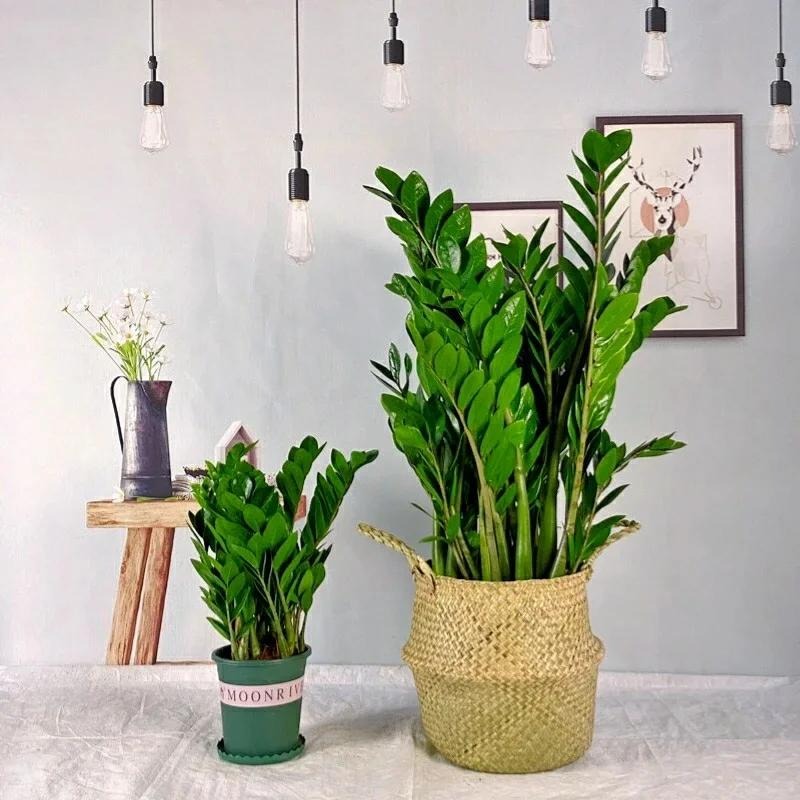Người xưa nói: "5 cây cảnh trong nhà, sự nghiệp thăng tiến, tài lộc gia tăng"- Ảnh 8.